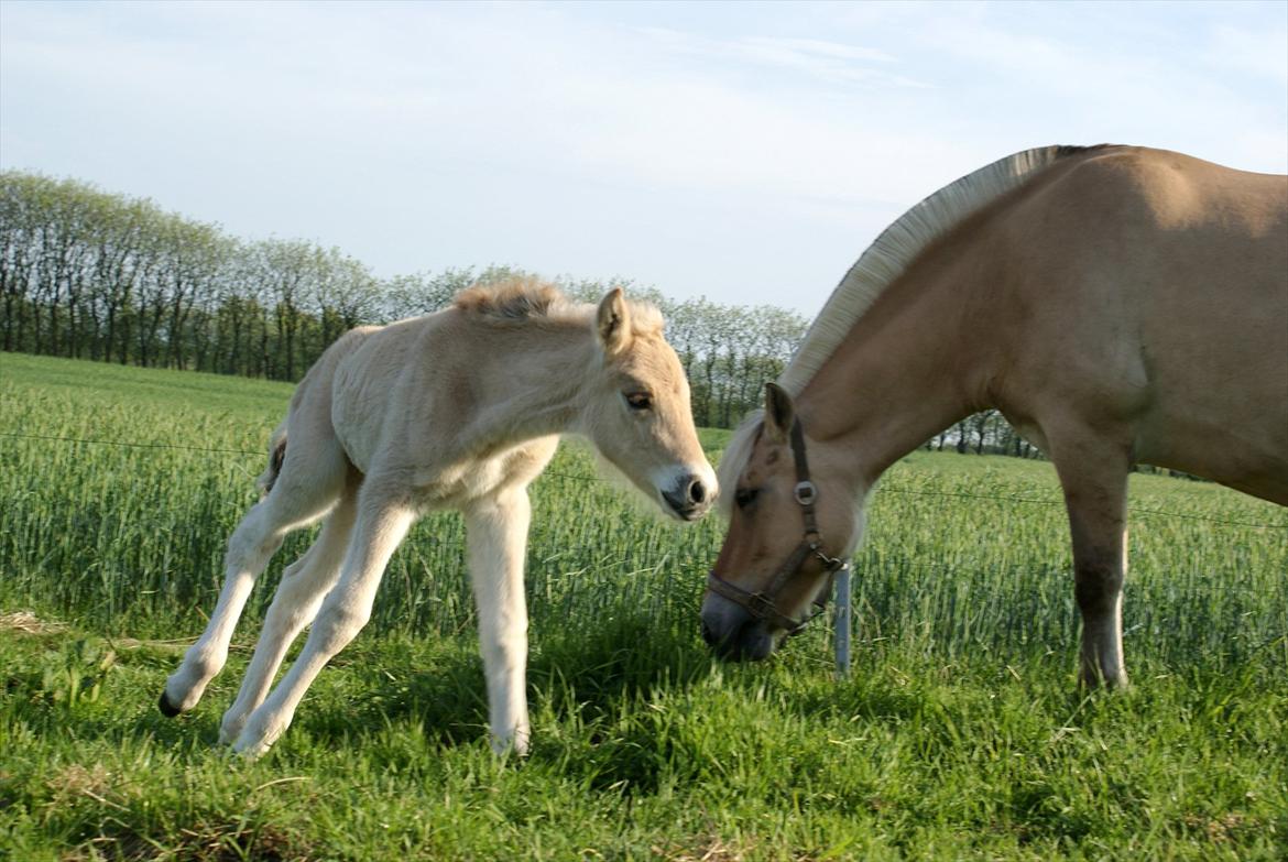 Fjordhest Klostermarkens Freja billede 10