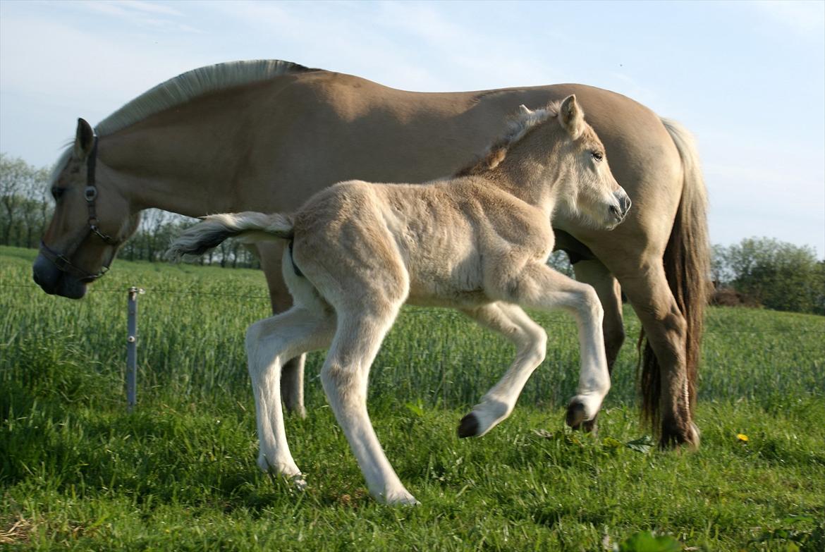Fjordhest Klostermarkens Freja billede 9