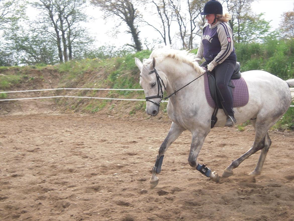 Dansk Varmblod Potano stenlykke billede 8