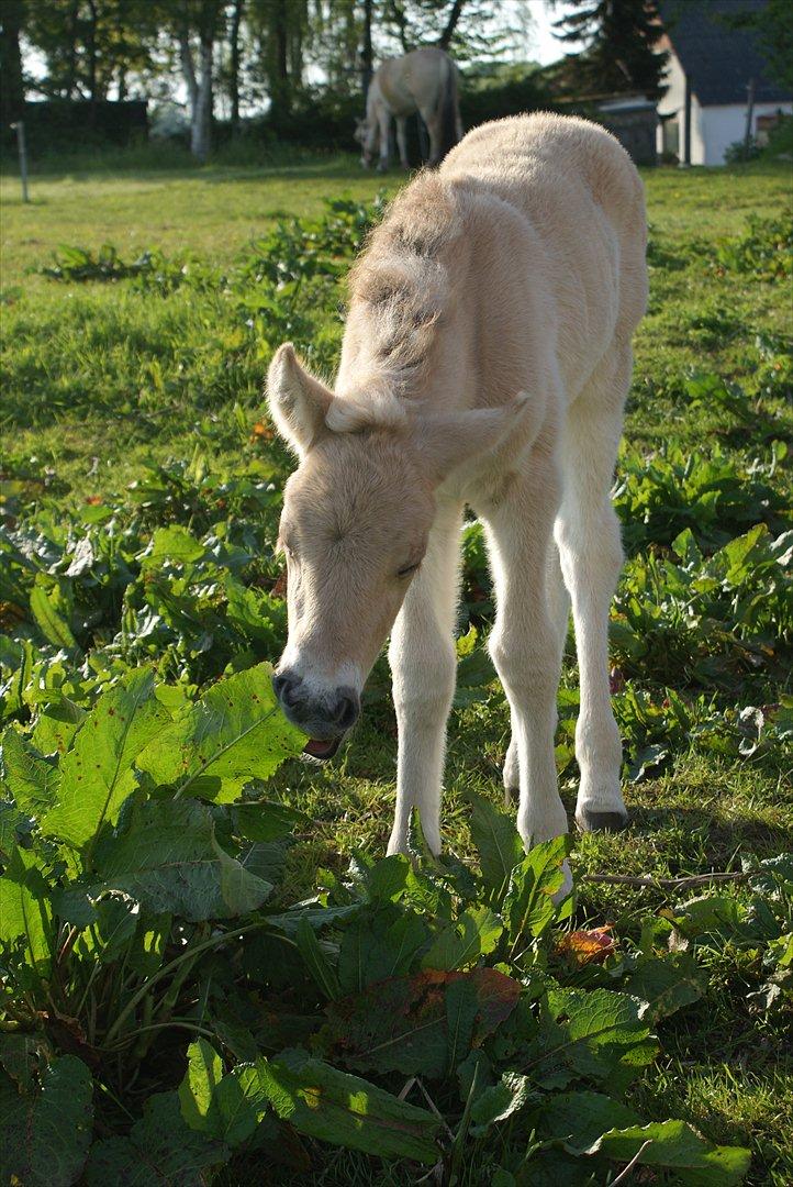 Fjordhest Klostermarkens Freja billede 14