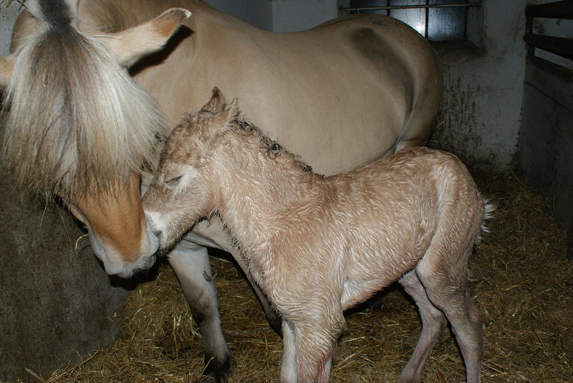 Fjordhest Klostermarkens Freja billede 15