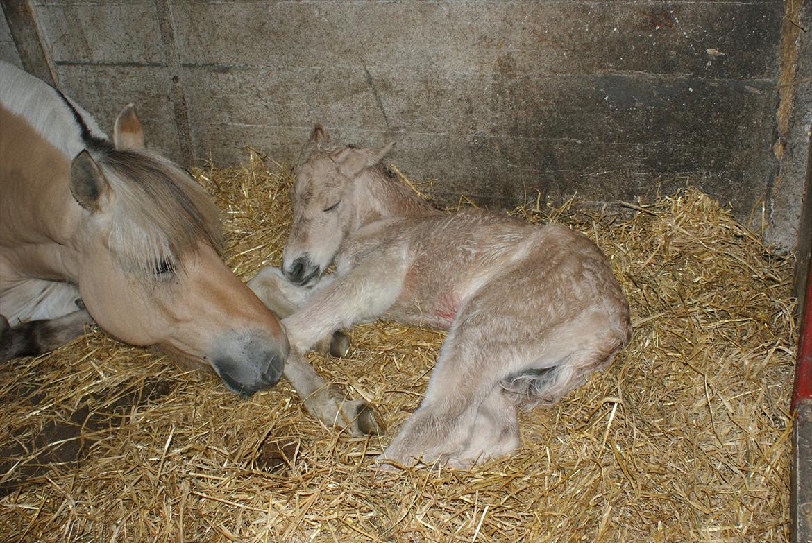 Fjordhest Klostermarkens Freja billede 16