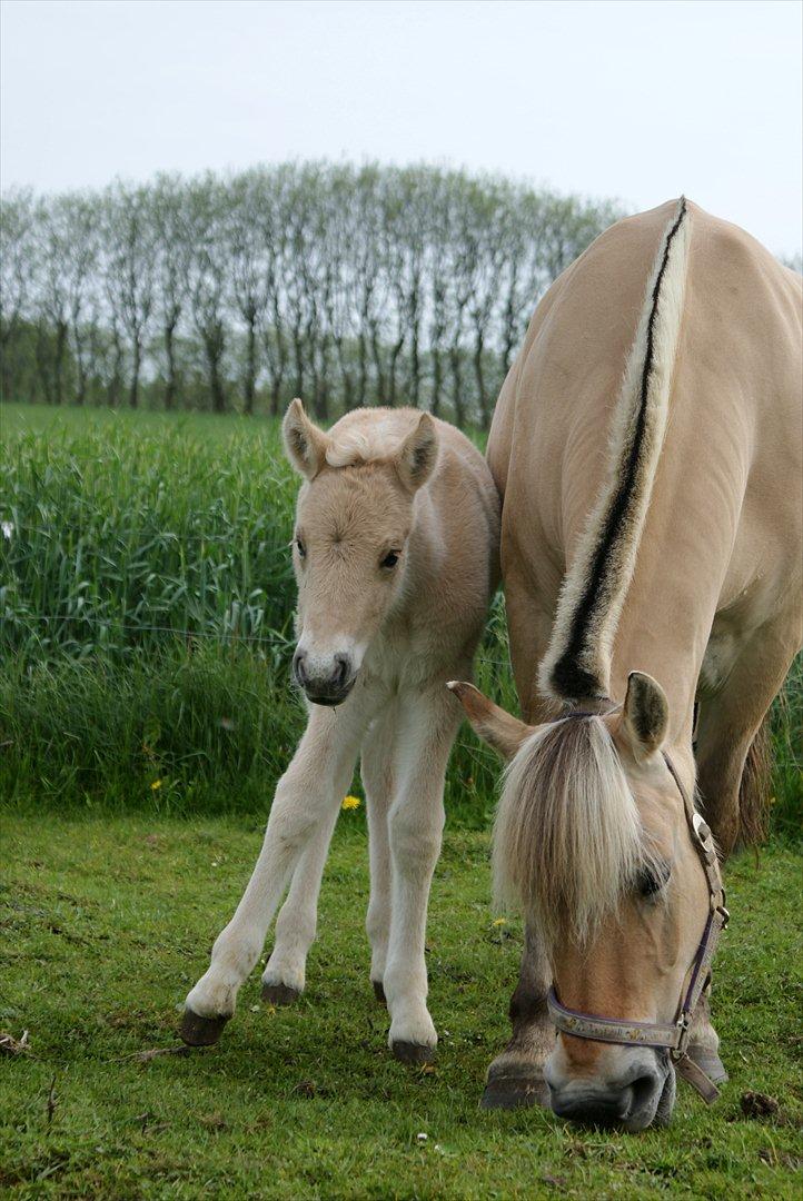 Fjordhest Klostermarkens Freja billede 19