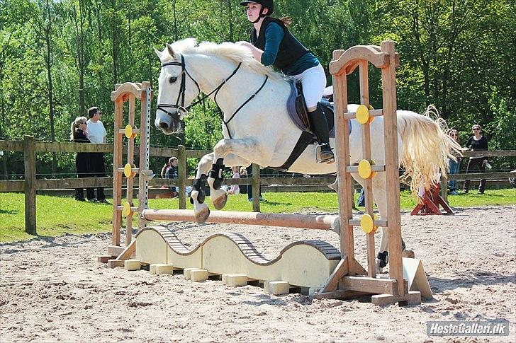 Tysk Sportspony Dusty Diamond - Sløjfestævne 60 cm. nåede kun dette billede da han gik i buk til det andet spring. 
Fotograf: Jasmin Hjerresen billede 10