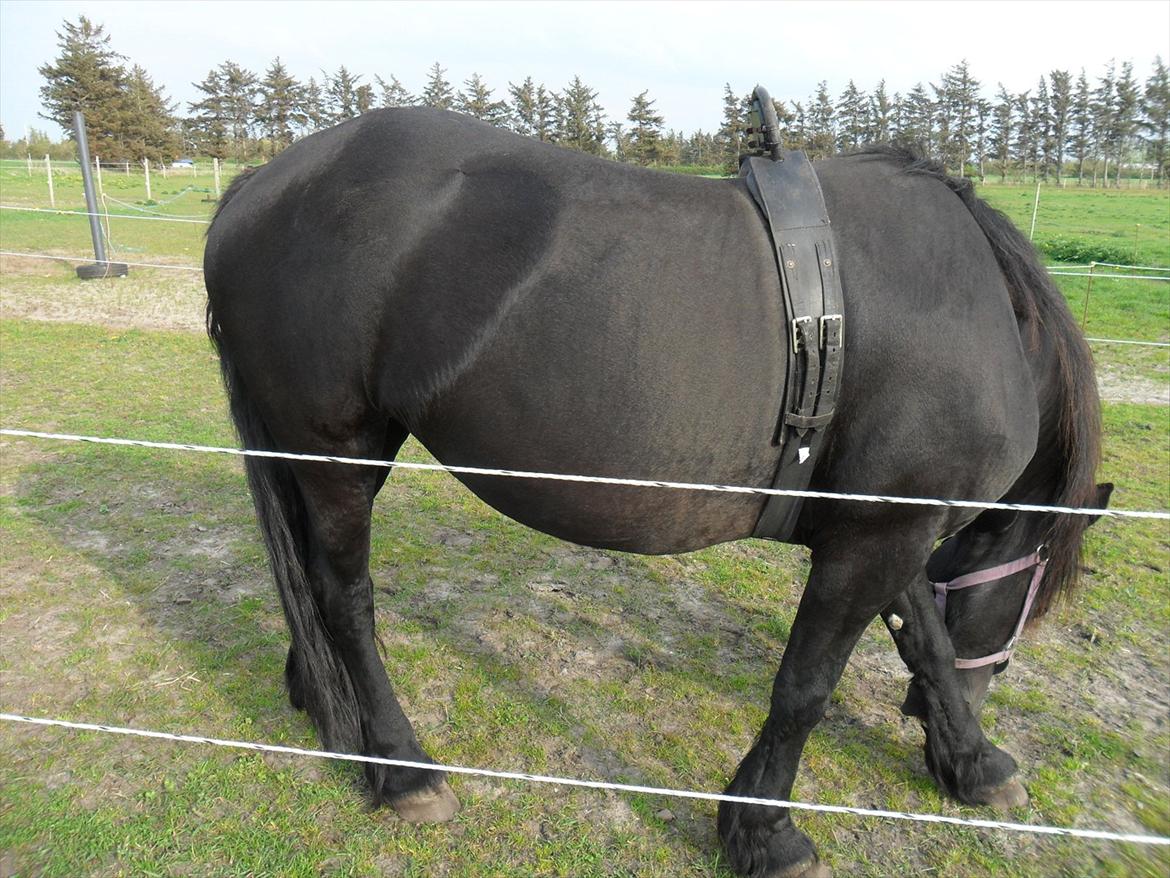 Frieser Dieke B - 20. maj 2012.
Så må følle godt snart komme, Dieke er bare blevet mega tyk i år. billede 7