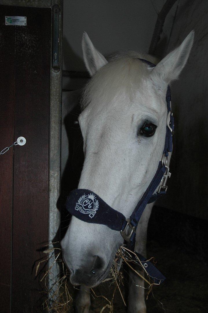 Tysk Sportspony Dusty Diamond - Skønt at han bare kan stå i døren, og bare kigge på en, uden at gøre noget <3
Fotograf: Mig billede 11