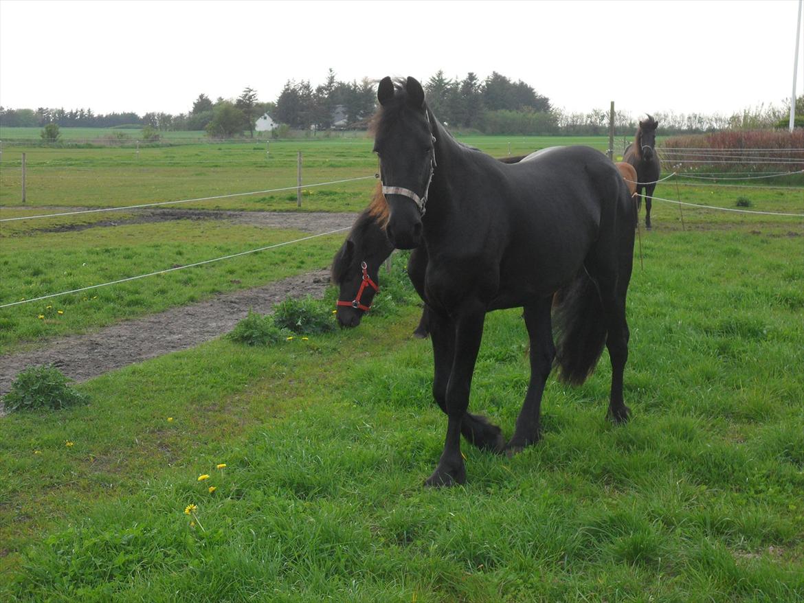 Frieser Ileana billede 15