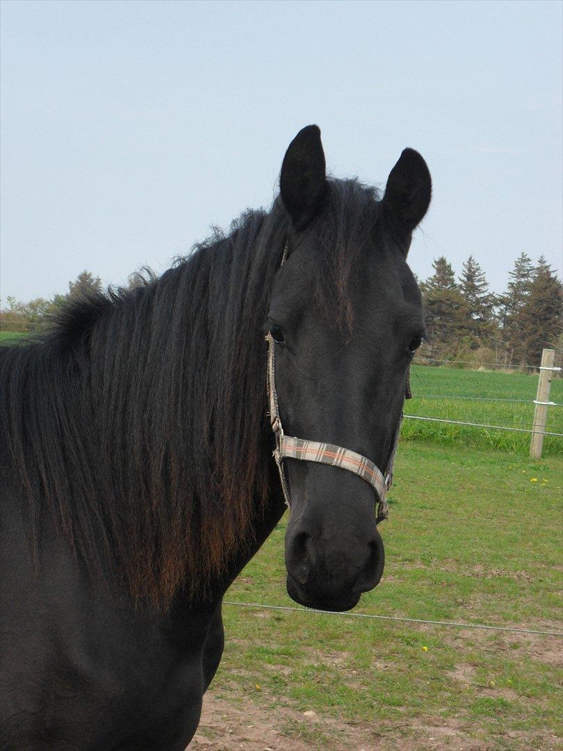 Frieser Ileana billede 17