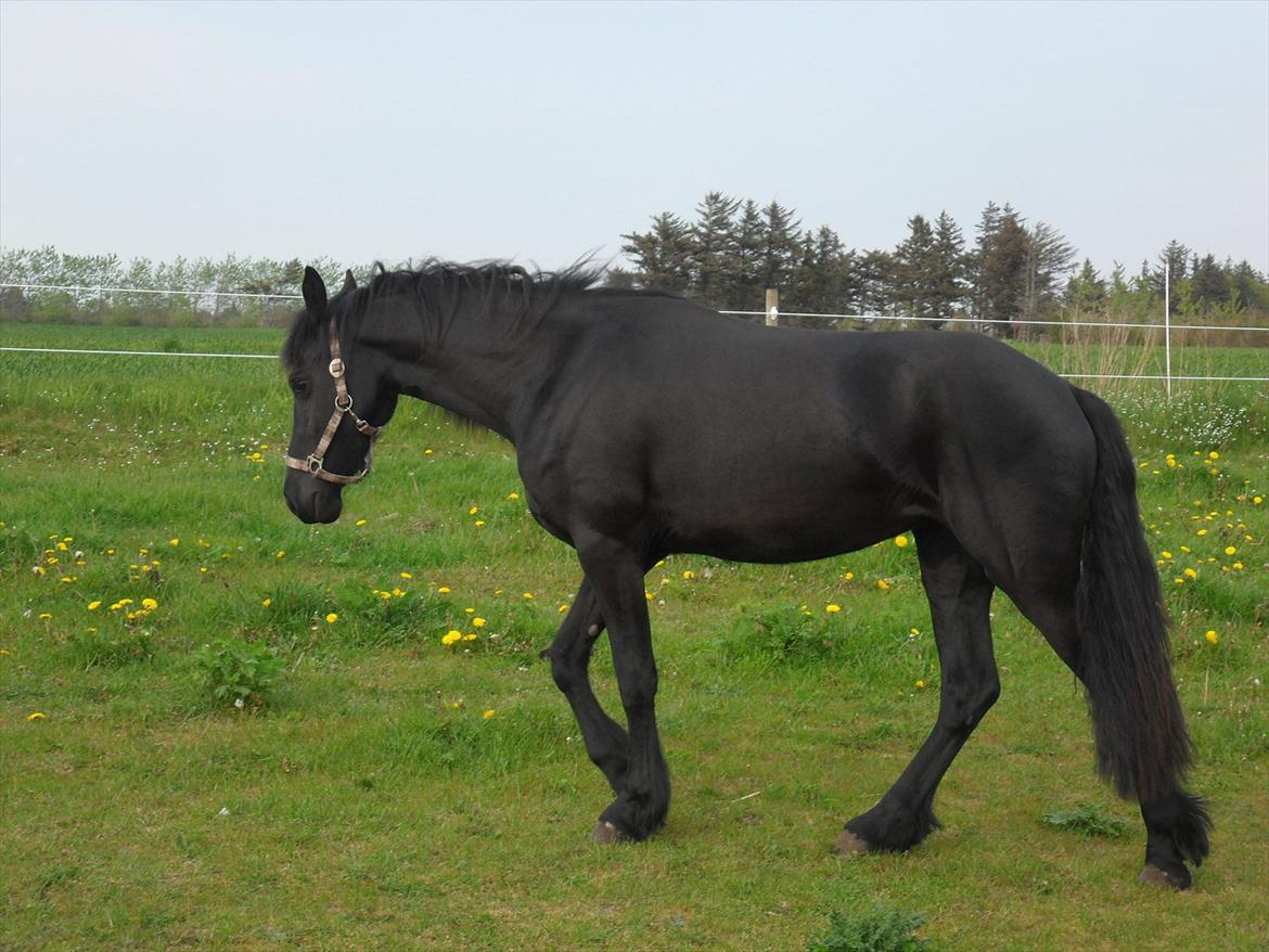 Frieser Ileana billede 18