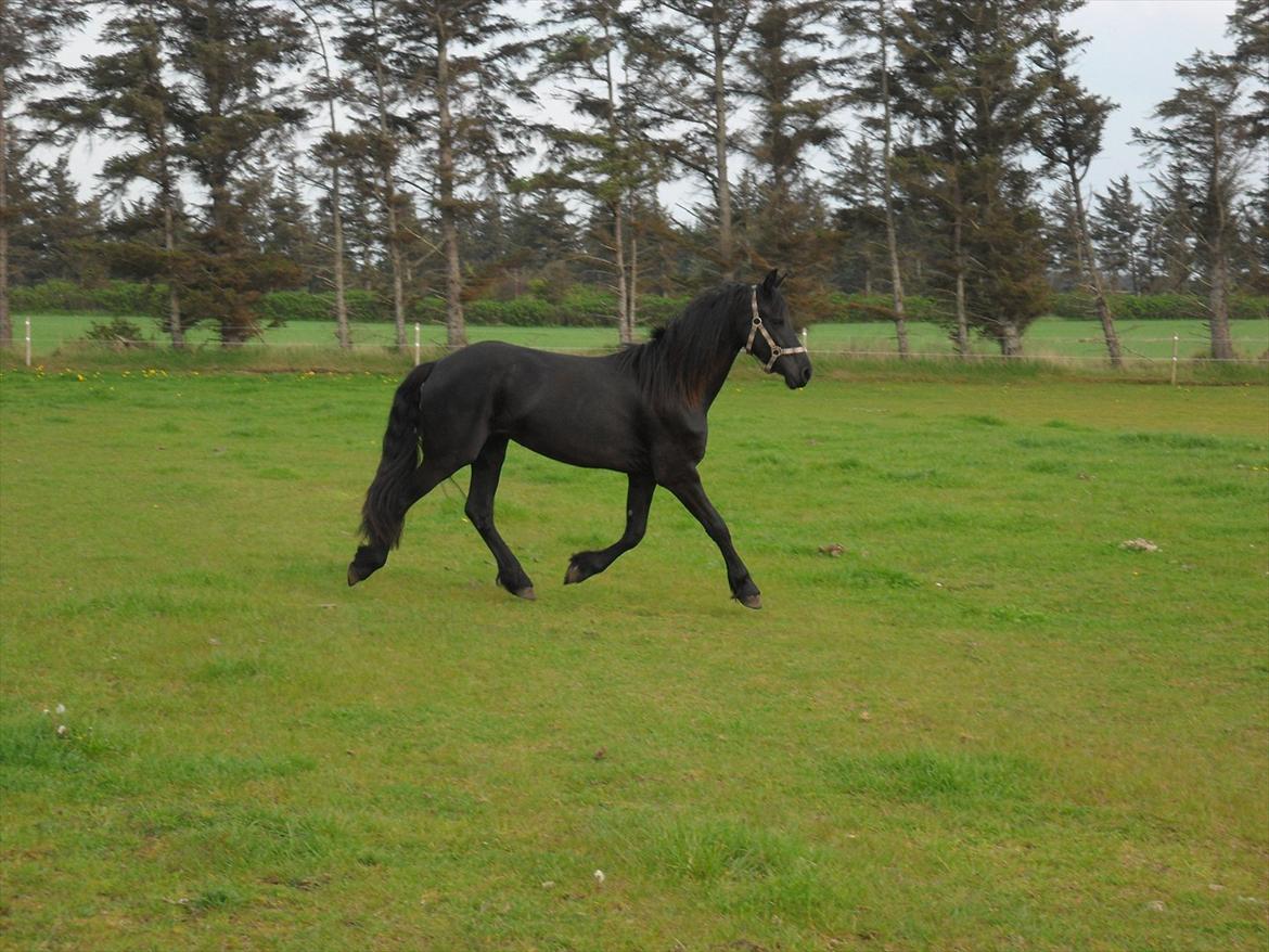 Frieser Ileana billede 19