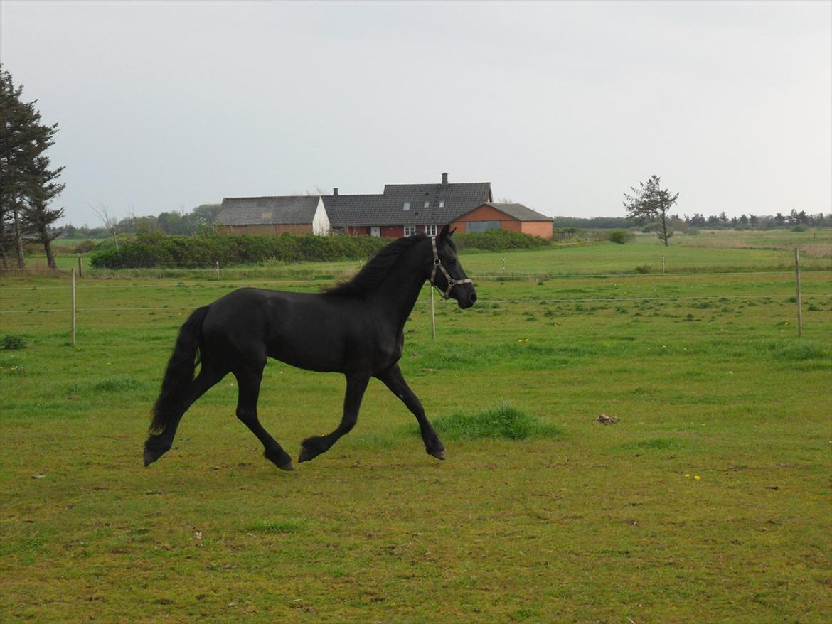 Frieser Ileana - 2 år billede 20