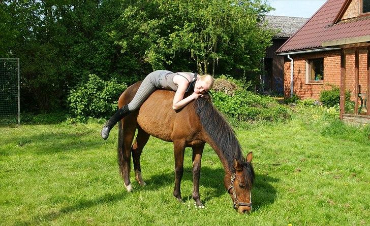 Pinto Araber Brown Sugar - Sommerhygger i baghaven (20/5-12) billede 9