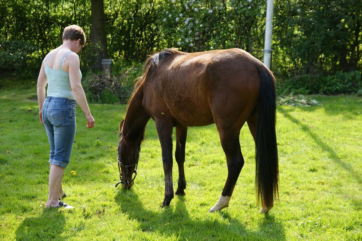 Pinto Araber Brown Sugar - Når plæneklipperen går død må man jo tilkalde en pony (20/5-12) billede 10