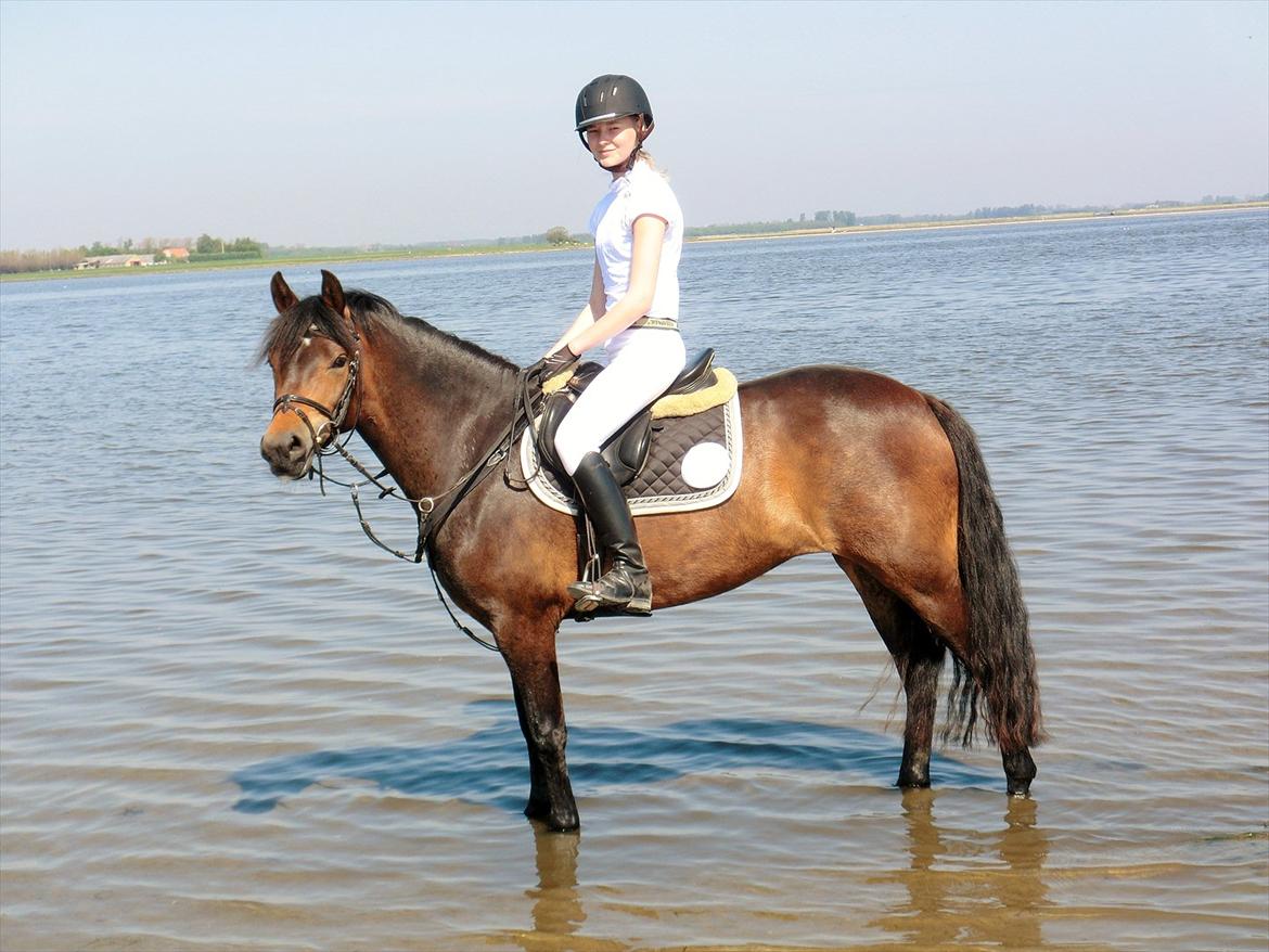 New Forest Glenwood Maple Hill - Velkommen til Glenwood Maple Hill's profil :D
Maple og jeg efter hendes første stævne! Smukke pony! 
2plads i anden klasse!<3 billede 1