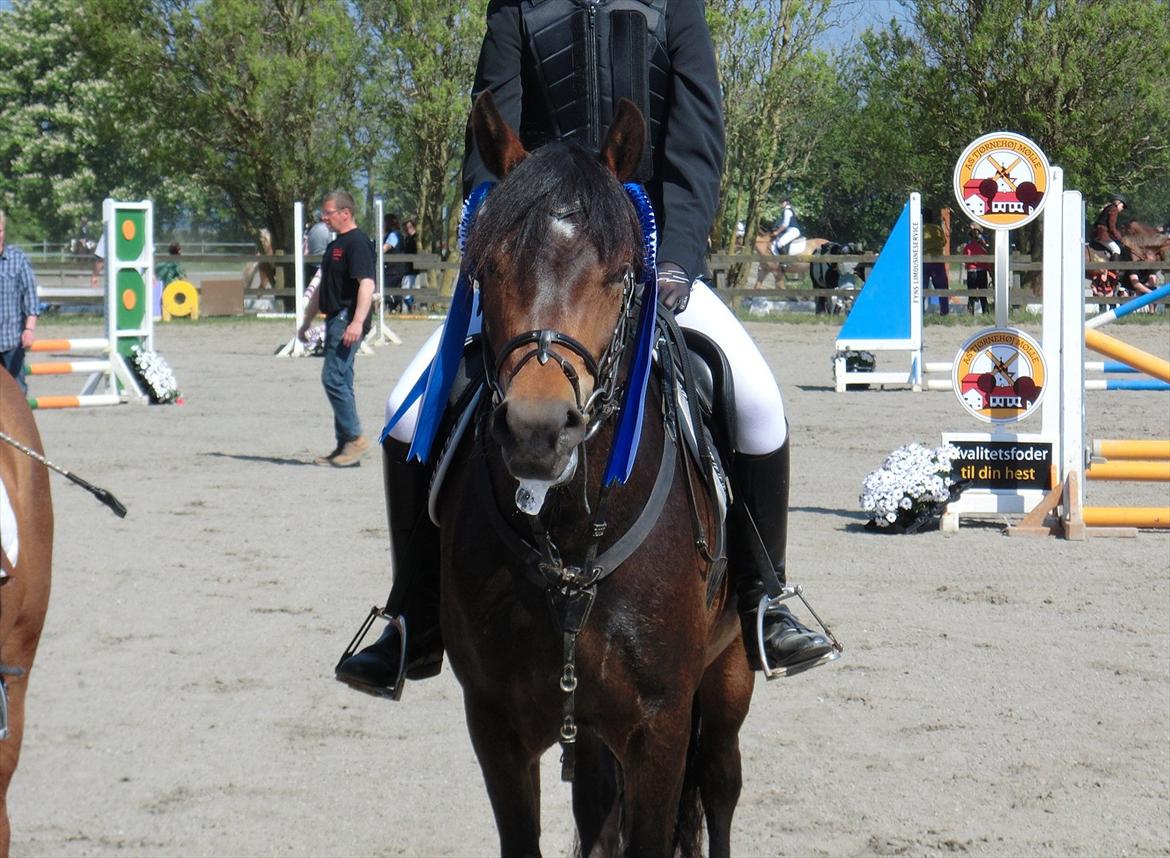 New Forest Glenwood Maple Hill - Min lille CHARMETROLD :D<3
LD** Maple's første stævne :D Fejlfri i hovedrunden men dsv 4 fejl i omspring.. Men stadig 2plads :D<3 billede 16