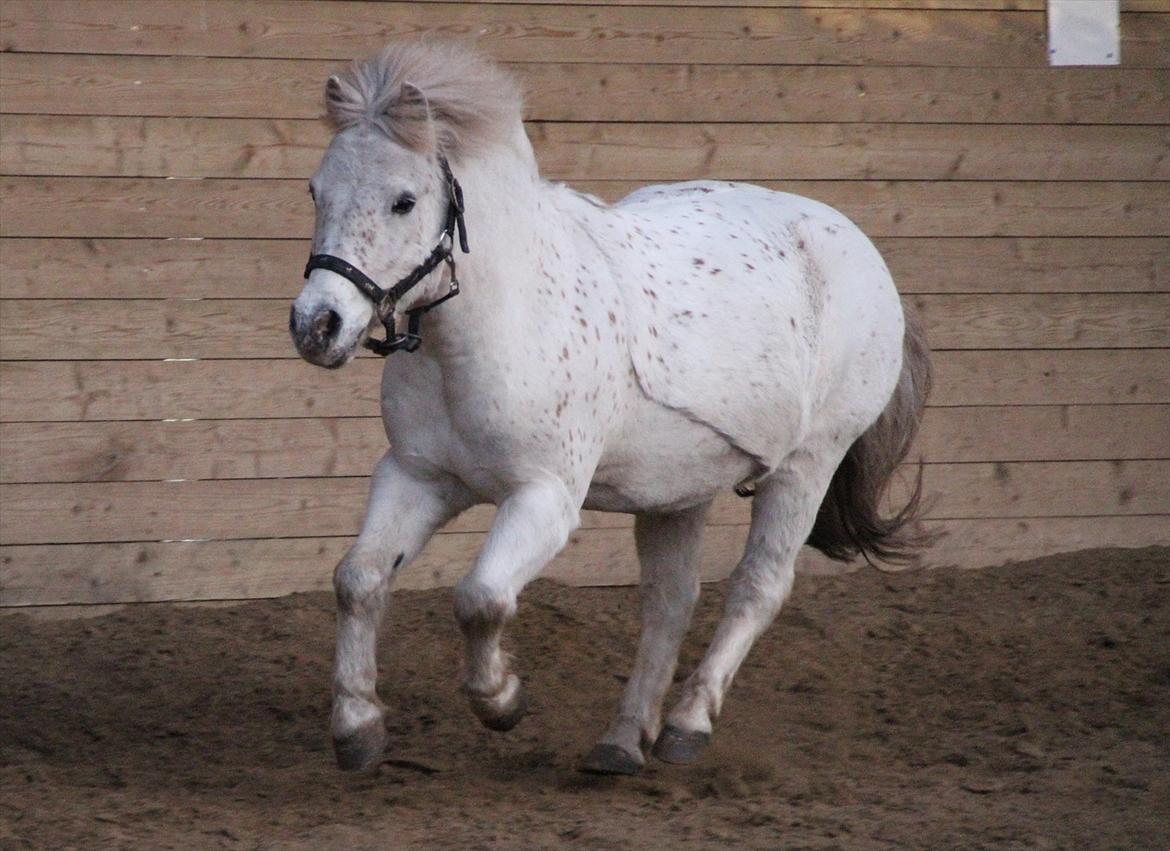 Shetlænder Dalton *Dalle* - Dejlige smukke Dalle <33 billede 1