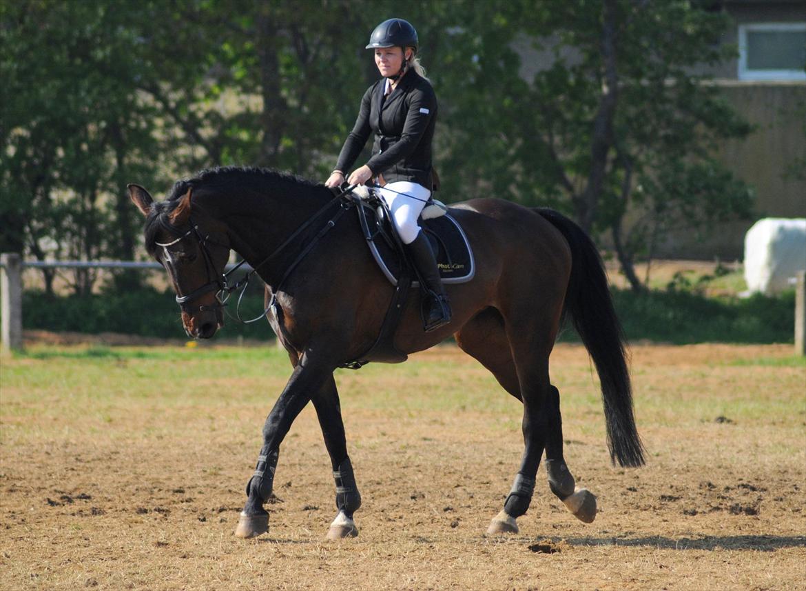 Dansk Varmblod Olympia - LA** i Sdr. Hygum - Taget af Lars Hobel billede 7