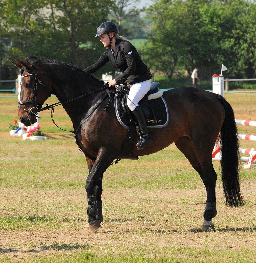 Dansk Varmblod Olympia - LA** i Sdr. Hygum - Taget af Lars Hobel billede 9