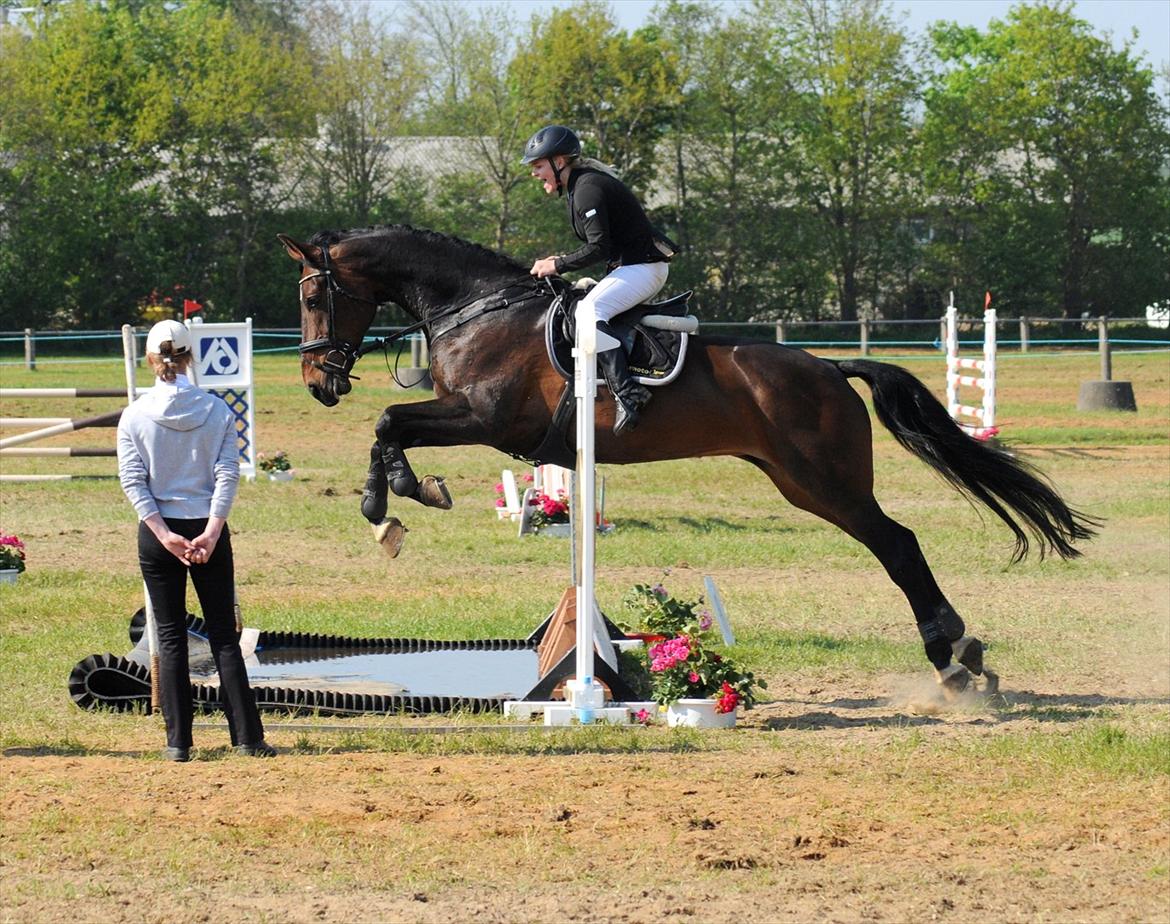 Dansk Varmblod Olympia - LA** i Sdr. Hygum - Taget af Lars Hobel billede 5