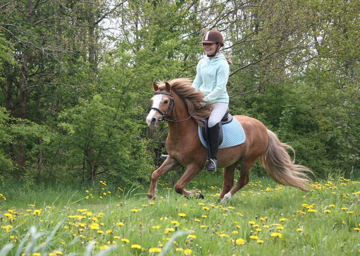 Welsh Mountain (sec A) Tarzan - Tarzan jeg elsker dig sku så meget! <33 Elsker din vildhed! :* billede 8