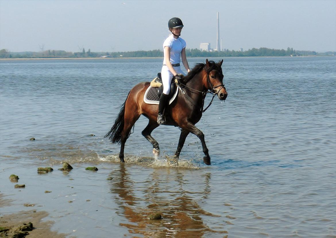 New Forest Glenwood Maple Hill - Maple efter sidste springklasse D. 20/5-2012 Hendes første stævne.
2plads i LD** billede 17