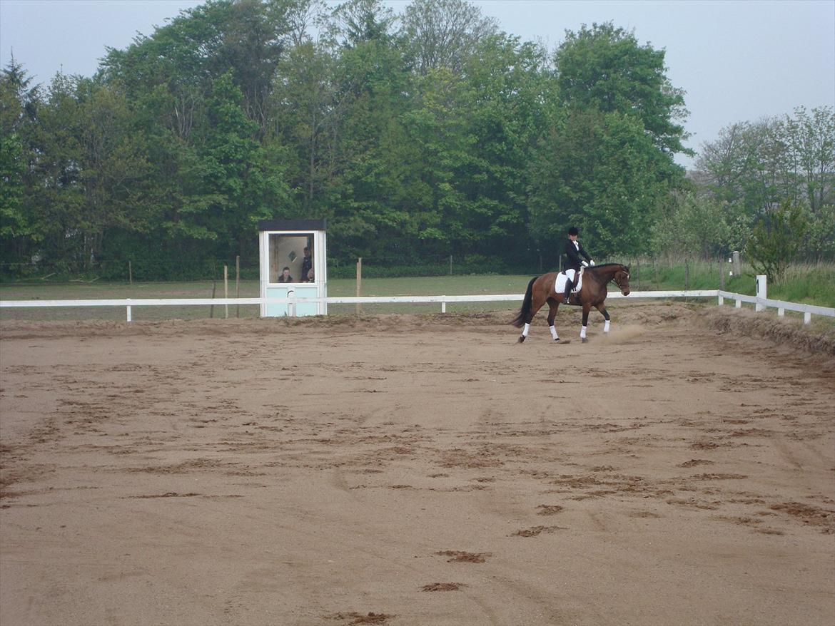 Dansk Varmblod Wolhøjgaards Palira billede 3