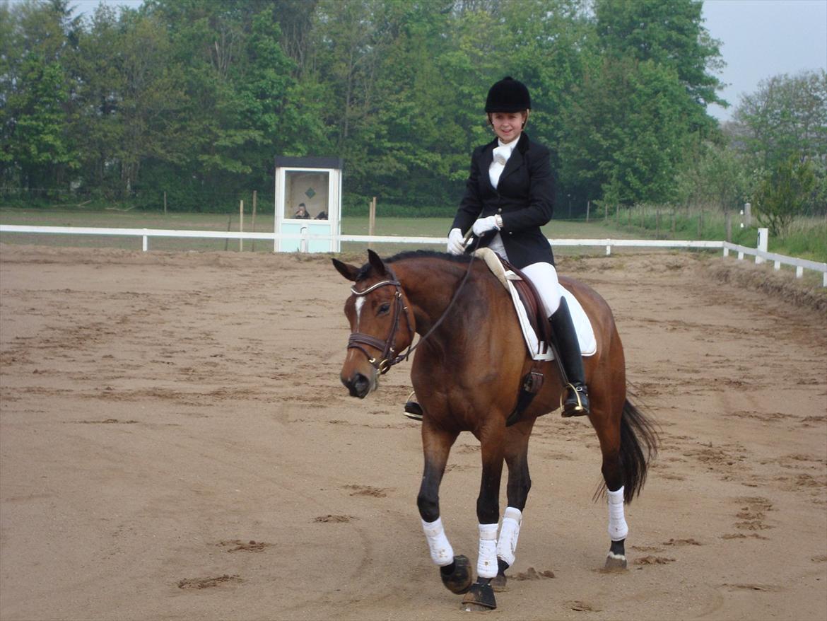 Dansk Varmblod Wolhøjgaards Palira - Ka man andet end elske det fjæs...<3 billede 4