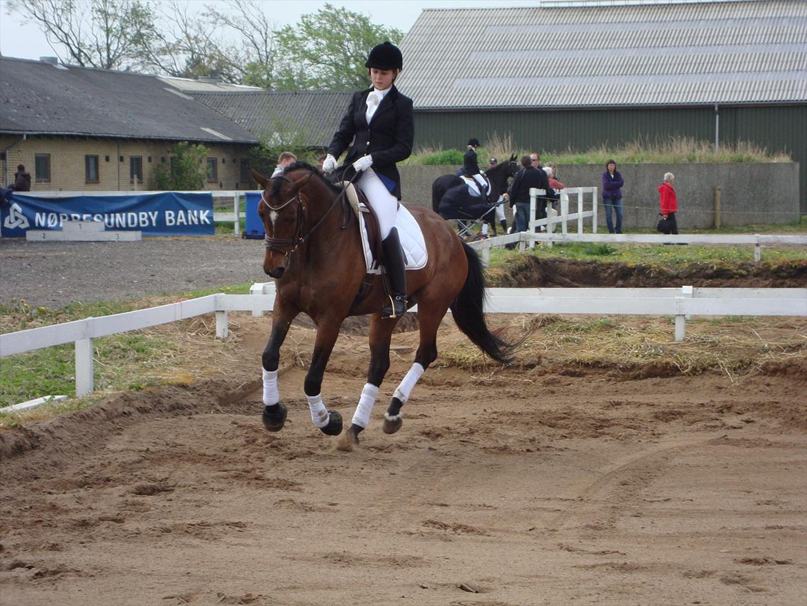 Dansk Varmblod Wolhøjgaards Palira billede 5