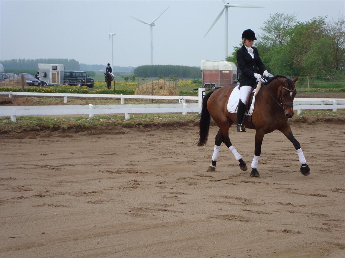 Dansk Varmblod Wolhøjgaards Palira billede 6