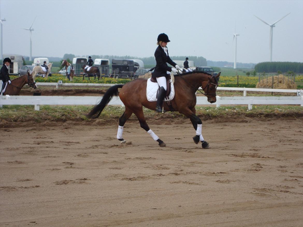 Dansk Varmblod Wolhøjgaards Palira billede 7