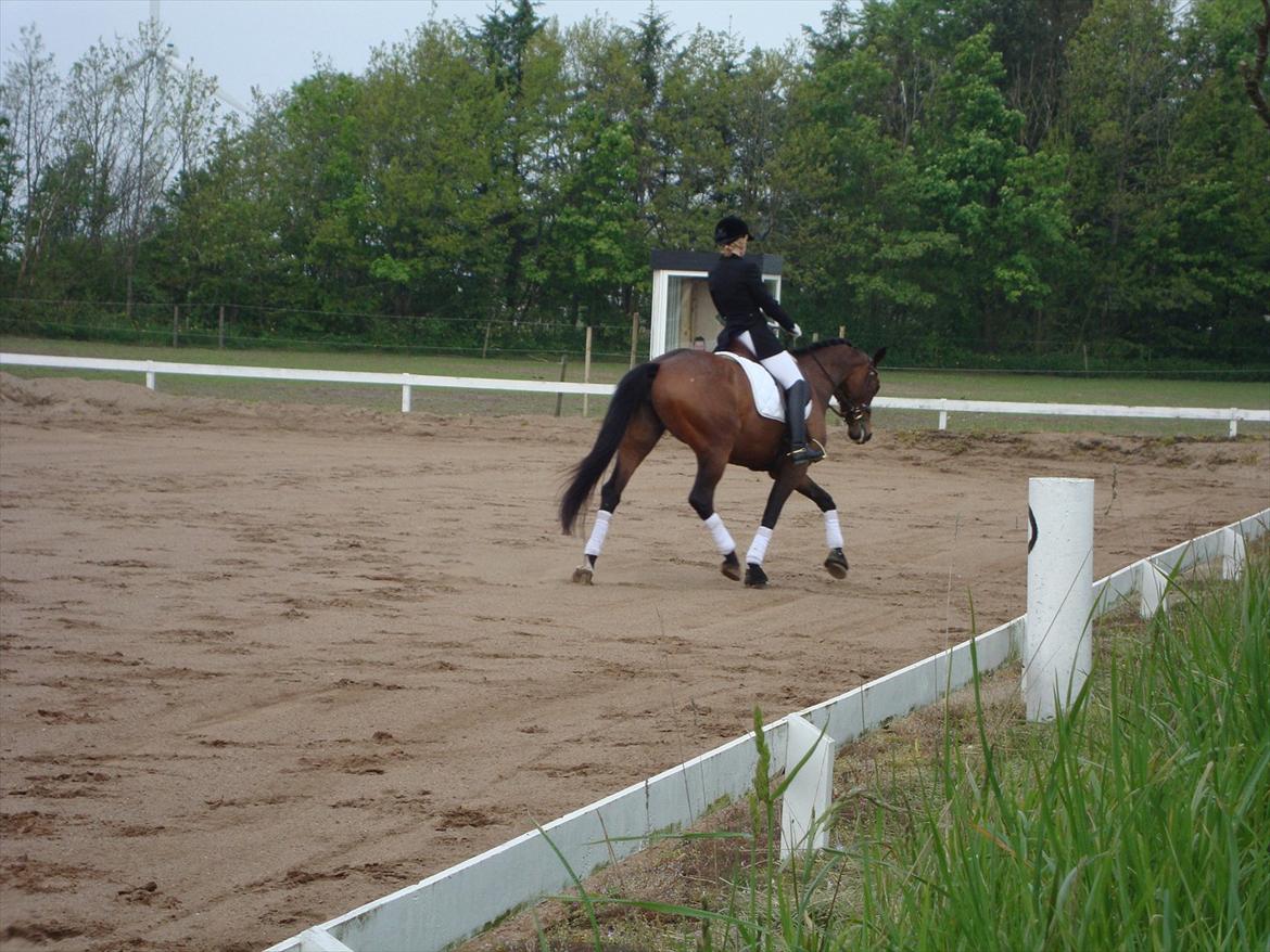 Dansk Varmblod Wolhøjgaards Palira billede 8