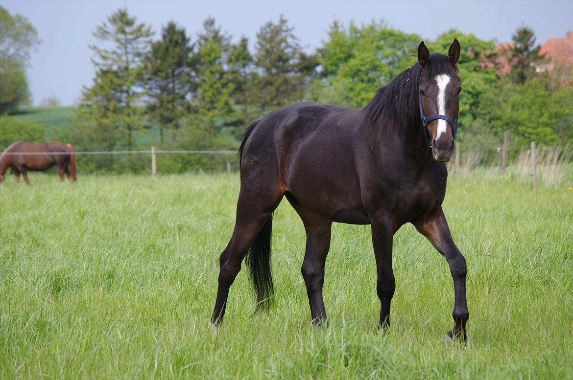 Oldenborg Rosenhavens Madok - på græs fold, det er ikke dårligt! :D <3 billede 16