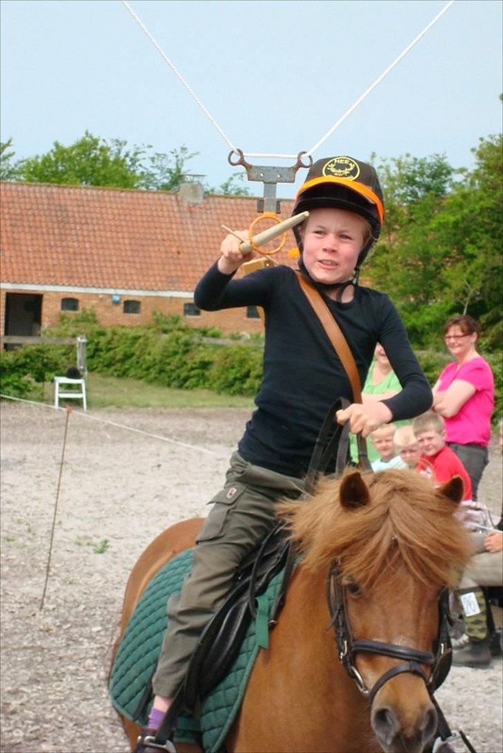 Anden særlig race Snuggi - Snuggi er også rigtig god til ringridning blev faktisk konge med min kamerat Emil  billede 2