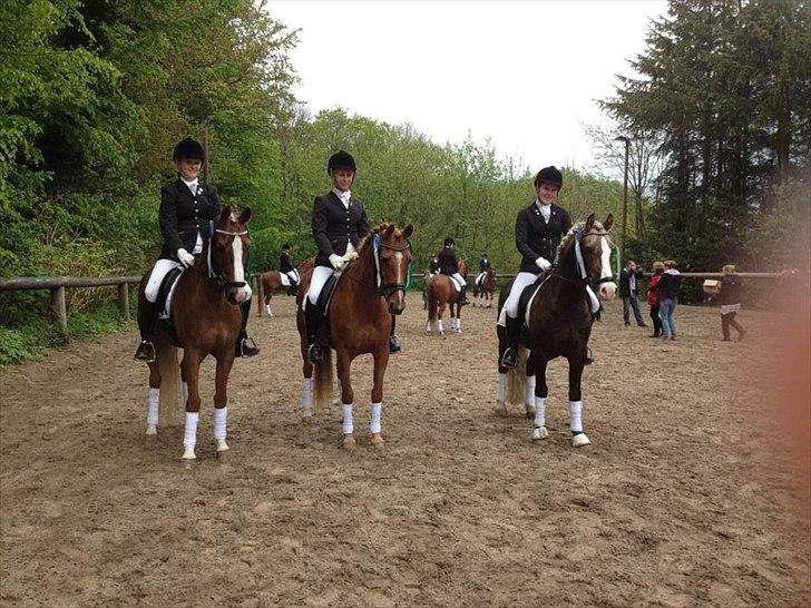 DSP Lindveds Musca - Nr. 3 til sydjysk for hold 2012  <3
Fra venstre - Josefine Jeppesen/ Vanessa-D, Emma Hannibal/ Lindveds Musca og Maria ladefoged Pedersen/ Fjordglimts Mr. Gibson  billede 18