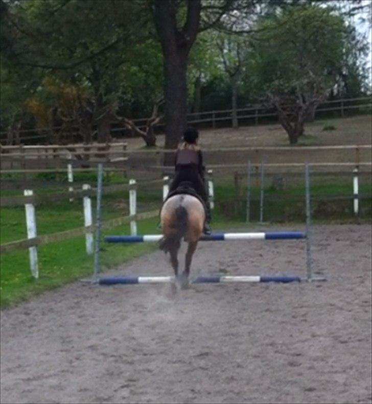 Welsh Partbred (Sec F) Tivall - Spring<3 billede 13