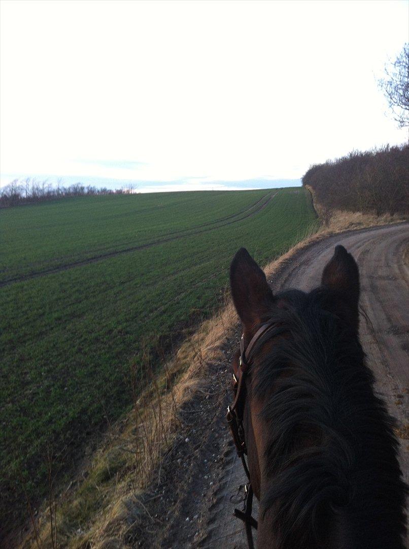 Dansk Varmblod Wolhøjgaards Palira billede 9