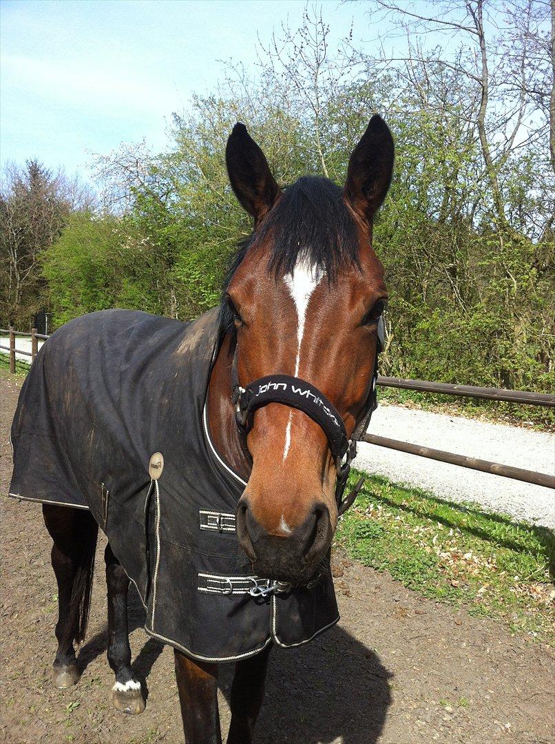 Dansk Varmblod Wolhøjgaards Palira billede 10