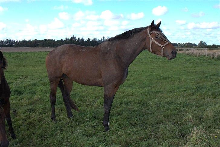 Dansk Varmblod Wolhøjgaards Palira billede 11