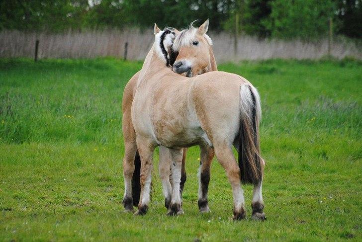 Fjordhest Louis (Stjerne Pony)  - Louis og Oliver :)
20/5-12 billede 20