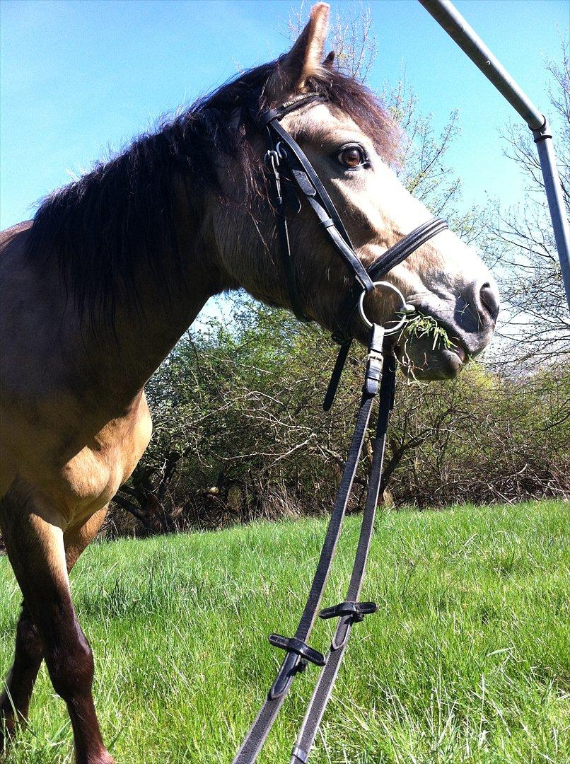 Welsh Partbred (Sec F) Tivall -  Smukke øjne.. billede 14