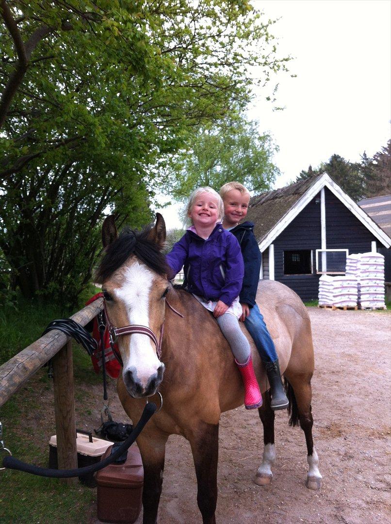 Welsh Partbred (Sec F) Tivall -  Nåååååååårh billede 2