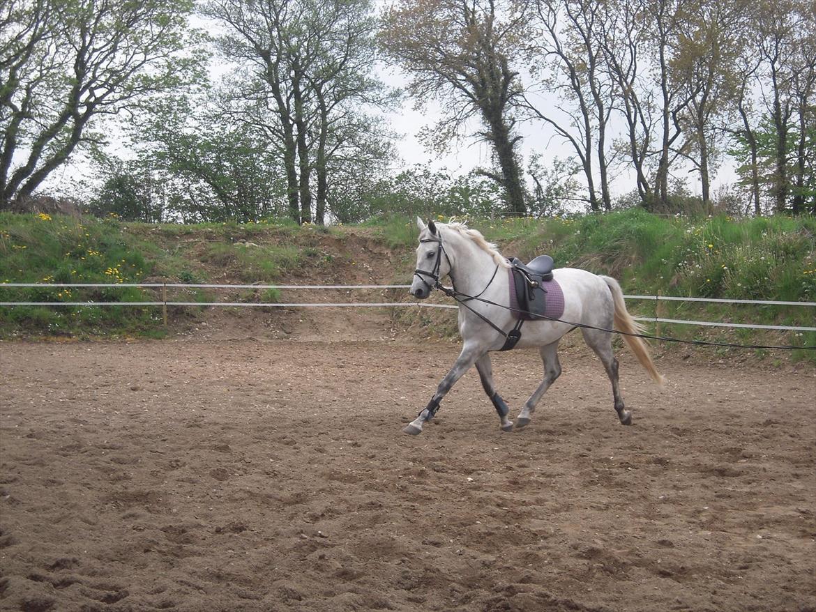 Dansk Varmblod Potano stenlykke billede 9