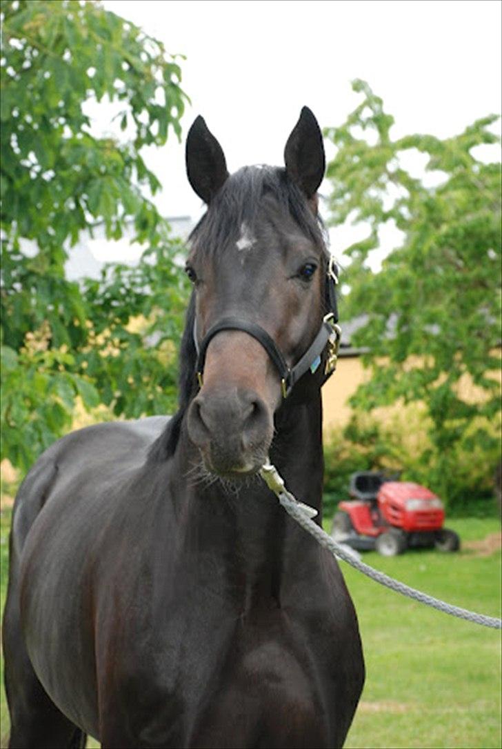 Hannoveraner Rushmore billede 1