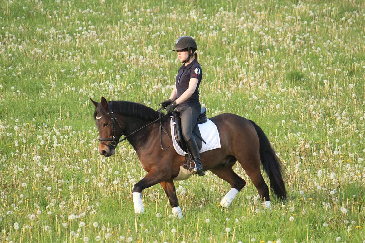 New Forest Montana af Højgaard(MONTY) - maj 2012 billede 12