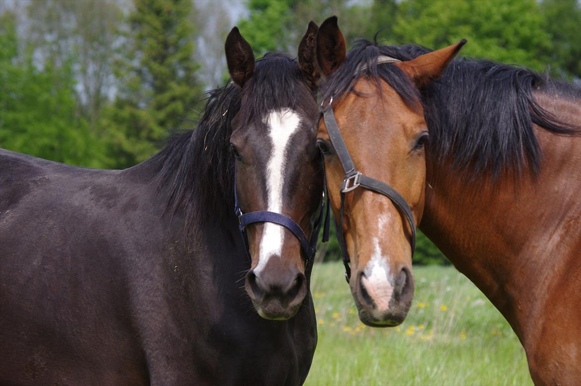 Oldenborg Rosenhavens Madok - madok og han gode ven vernando! :D de har leget grime leg, men da jeg kom tæt på med kameraet stod helt uskyldigt, som om de sagde vi har ikke laver noget Henriette :D hehe.. billede 17
