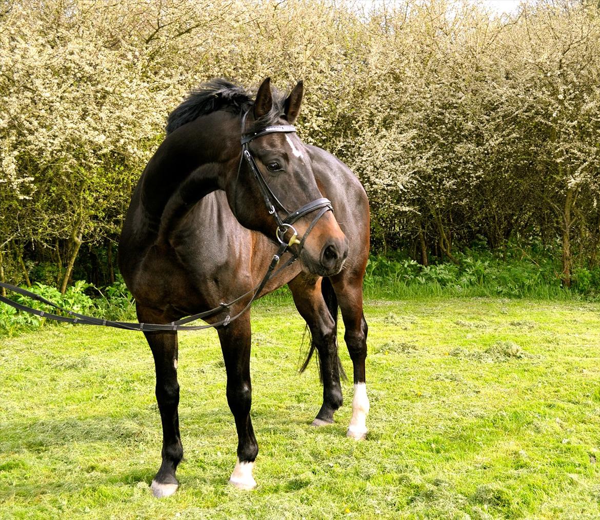 Hannoveraner Rushmore billede 3