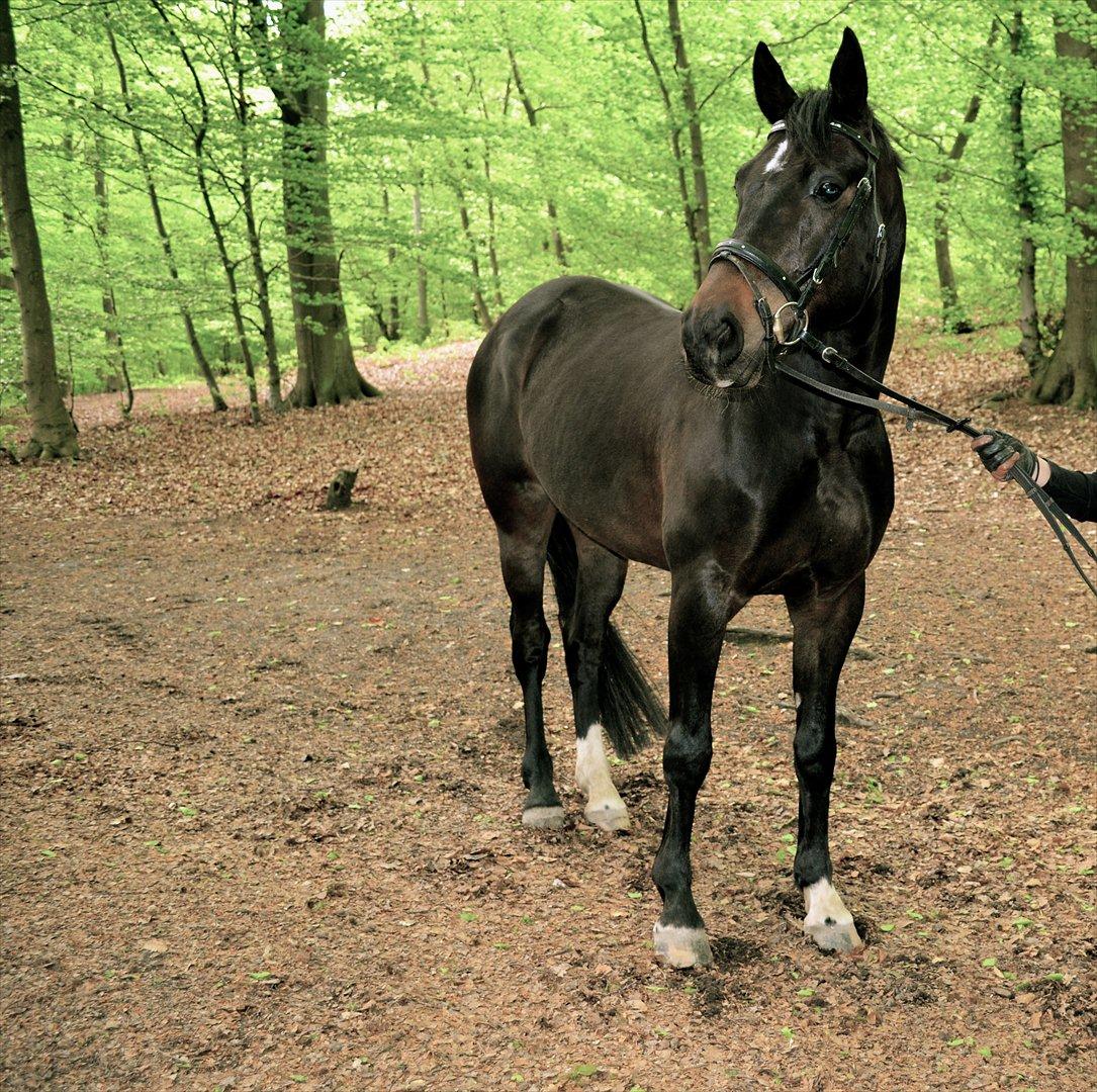 Hannoveraner Rushmore billede 4