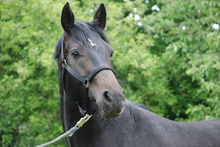 Hannoveraner Rushmore billede 5