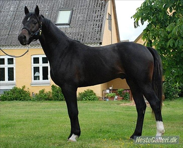 Hannoveraner Rushmore - På dette billede er han endnu meget ung, så han har sat betydelig flere muskler nu :) billede 6