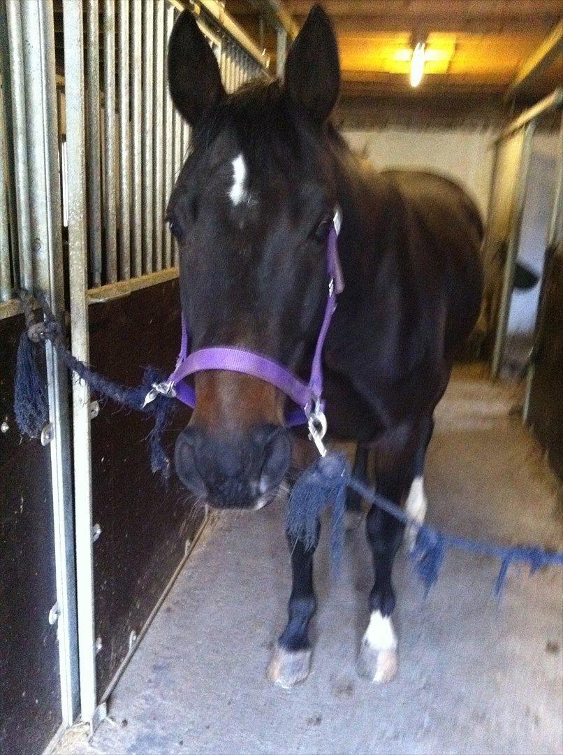 Hannoveraner Rushmore billede 7